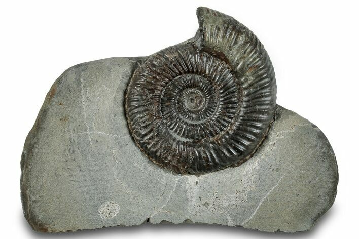 Jurassic Ammonite (Dactylioceras) Fossil - England #279547